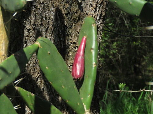 Opuntia elata