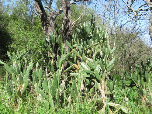 Opuntia elata, photograph 2