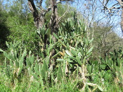 author not stated, no rights reserved Opuntia elata, photograph author not stated, no rights reserved