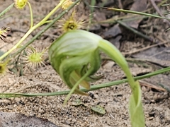 Pterostylis nutans, photograph (c) Michael McBain, some rights reserved (CC BY)