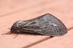 Abantiades atripalpis