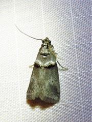 Acrobasis texana