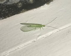 Chrysoperla pudica-group