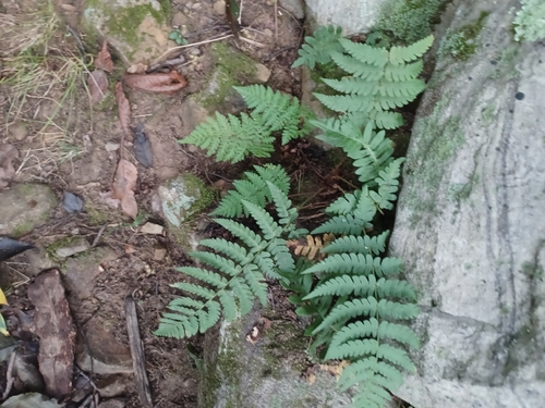marginal wood fern