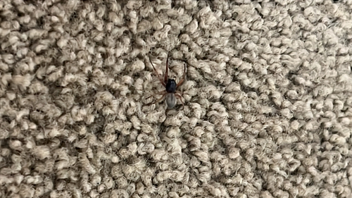 Broad-faced Sac Spider