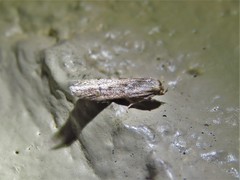 Blastobasis taurusella