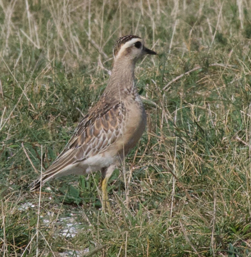 Eurasian Dotterel