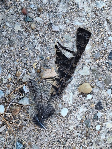 Plume de Engoulevent à collier roux