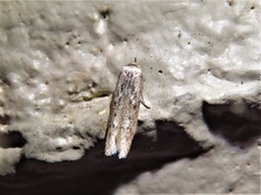 Blastobasis taurusella