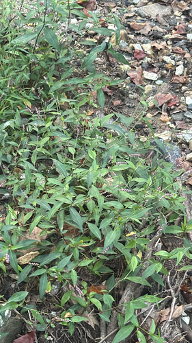 low smartweed