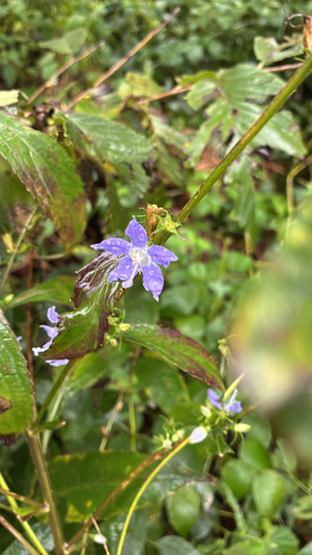 tall bellflower