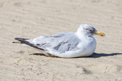 American Herring Gull