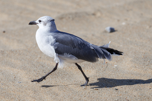 Laughing Gull
