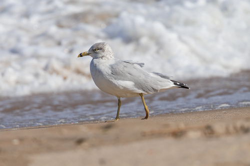 Ring-billed Gull