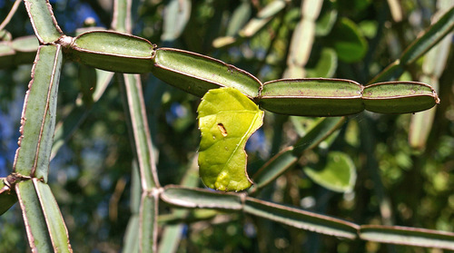 Single-stemmed Wild Grape