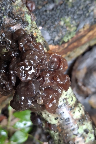 American Amber Jelly Fungus