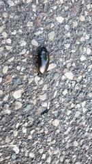 Coleoptera