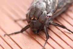 Abantiades atripalpis