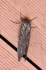 Abantiades atripalpis