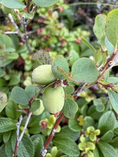 Vaccinium uliginosum, photograph 4
