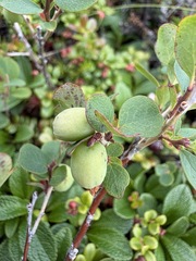 Vaccinium uliginosum, photograph (c) Matt Berger, some rights reserved (CC BY)