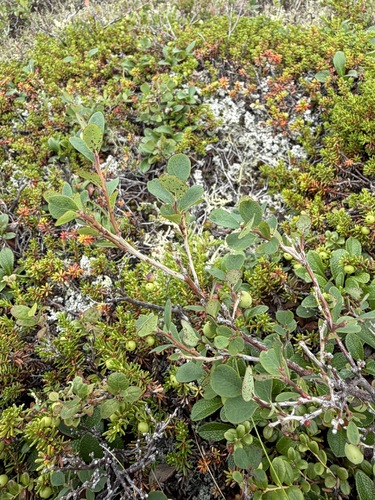 Vaccinium uliginosum, photograph 5