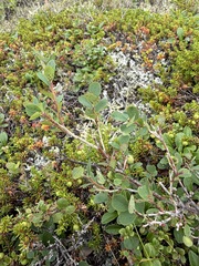 Vaccinium uliginosum, photograph (c) Matt Berger, some rights reserved (CC BY)