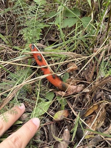 devil's dipstick