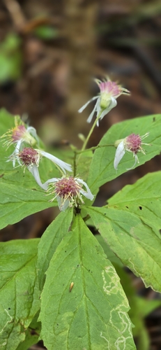 whorled wood aster