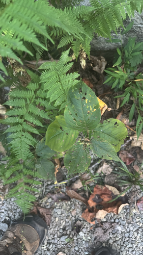 American jumpseed