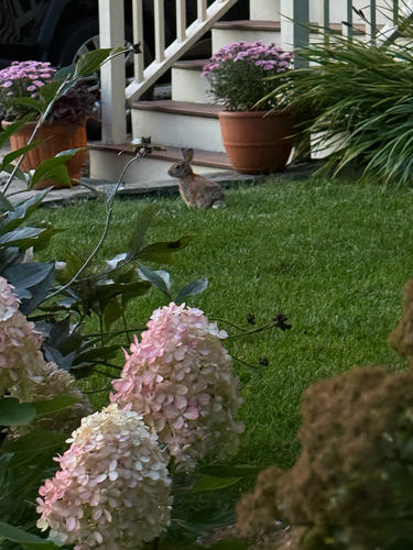 Eastern Cottontail