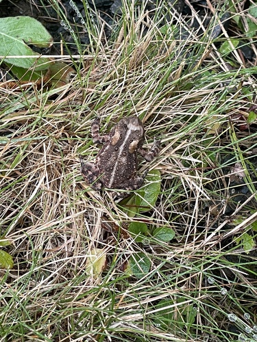 American Toad