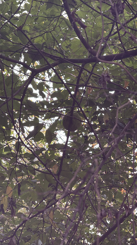 Osage-orange