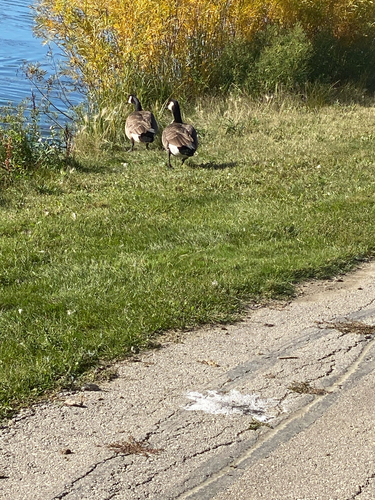 Canada Goose