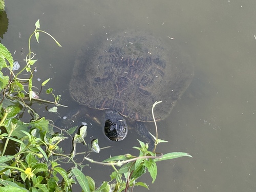 River Cooter
