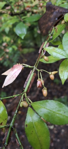 winged euonymus