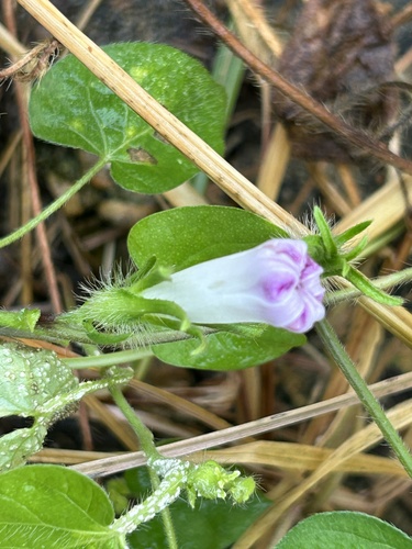 ivy-leaved morning-glory