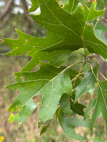 Quercus shumardii, photograph 6