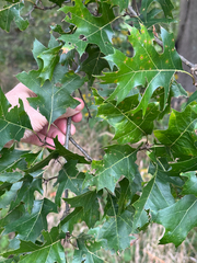 Quercus shumardii, photograph (c) Jeff Clark, some rights reserved (CC BY)
