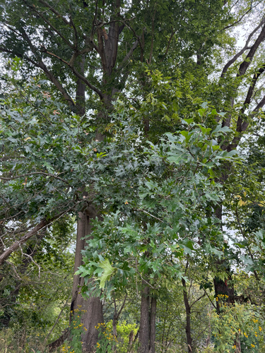 Quercus shumardii, photograph 3
