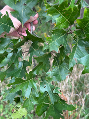 Quercus shumardii, photograph (c) Jeff Clark, some rights reserved (CC BY)