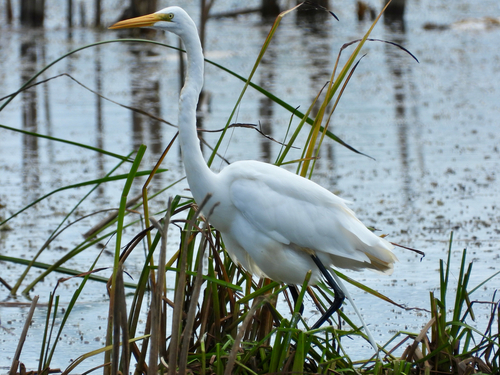 Great Egret