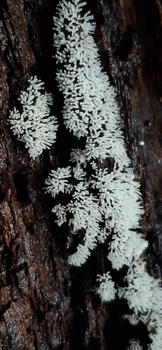 Common Coral Slime