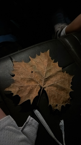 American sycamore