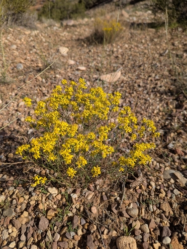 Broom Snakeweed