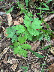 Hydrophyllum virginianum, photograph (c) Jeff Clark, some rights reserved (CC BY)