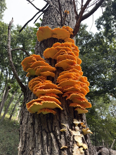 chicken of the woods