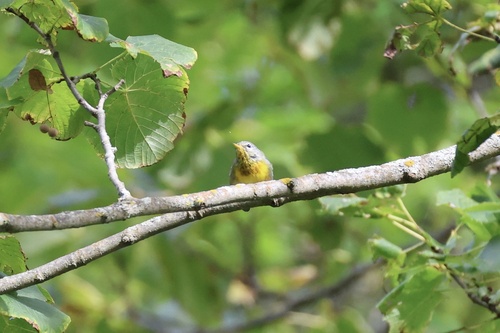 Northern Parula