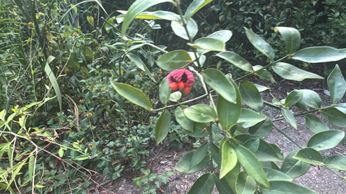 strawberry bush