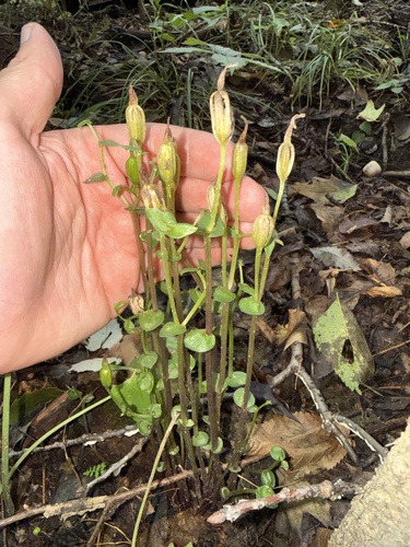 three birds orchid
